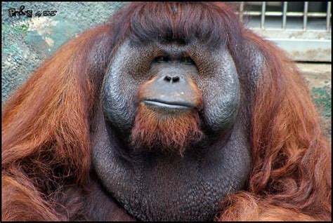 Orangutans Genus Pongo ·