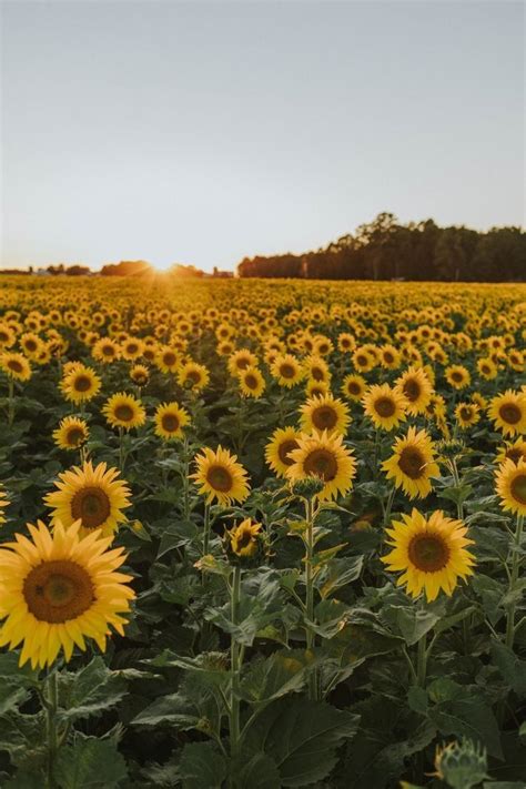 Pin By Dagmar Leistner On Autumn In 2023 Sunflower Wild