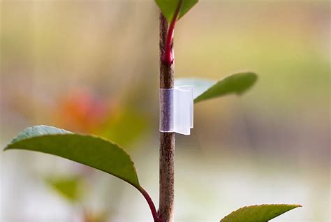 Clips De Greffage En Caoutchouc De Silicone Pour Poivron Tomate Et