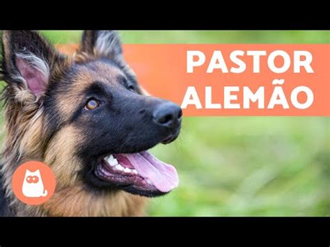 Diferenças entre pastor alemão macho e fêmea GUÍA COMPLETO