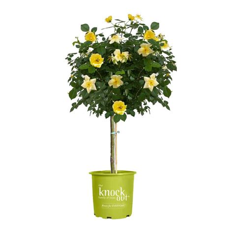 Knock Out Gal Easy Bee Zy Knock Out Rose Tree With Yellow Flowers