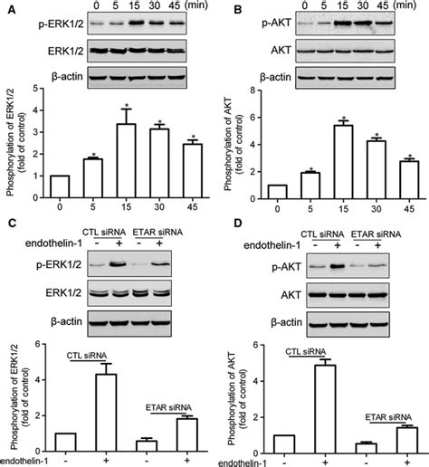 Et 1 Induced Activation Of Erk12 And Akt Via Etar A B Hepg2 Cells