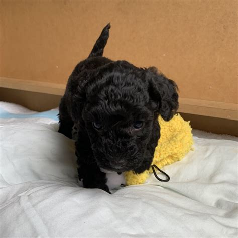 Male Toy Poodle Puppy