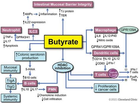 Full Article The Immunomodulatory Functions Of Butyrate