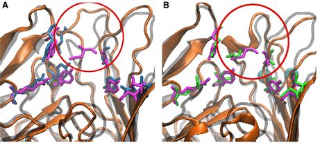 Figure 6 From Role Of The Native Outer Membrane Environment On The