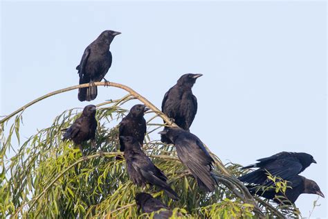 9 Crow Hunting Tips Beginners And Seasoned Hunters Should Know