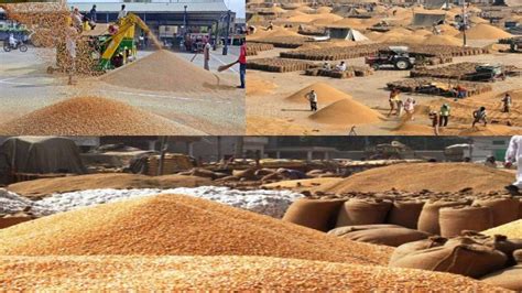 Wheat Procurement In Punjab Breaks All Records 4 3 Lakh Metric Tonnes