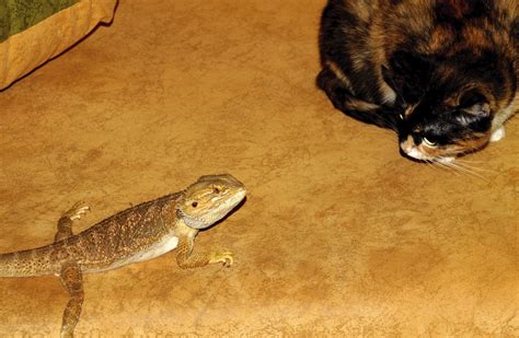 Five Things Cats And Bearded Dragons Have In Common Katzenworld