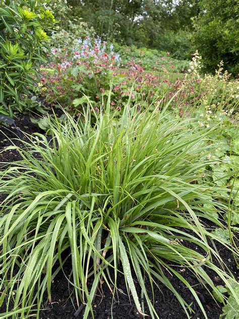 Pennisetum Black Beauty The Beth Chatto Gardens