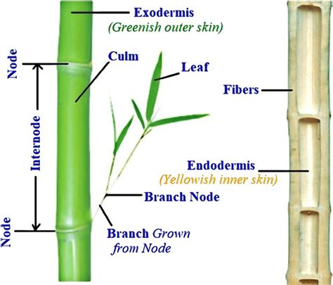 Different Parts Of A Bamboo Stem 72 Download Scientific Diagram