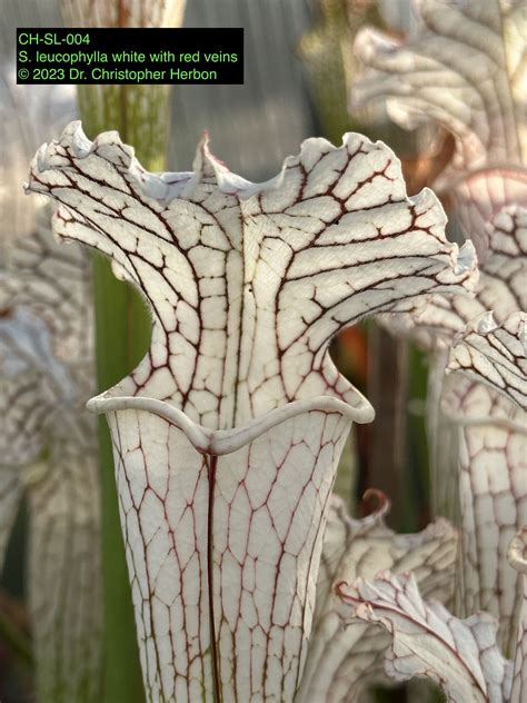 Sarracenia Leucophylla Flava Und VIELE Hybriden Angebote