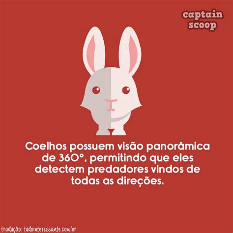 Coisas Curiosas Que Voc N O Sabia Sobre Os Animais