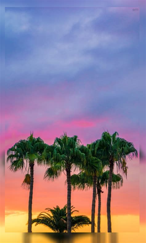 4k Palm Tree Wallpaper Hd App On Amazon Appstore