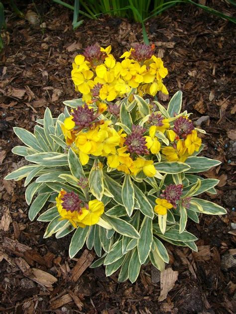 Erysimum Walberton S Fragrant Star Walfrastar Wallflower Garden