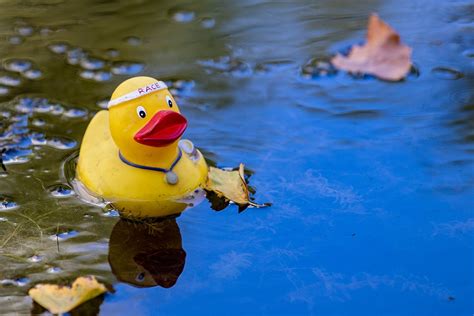 Great American Duck Race