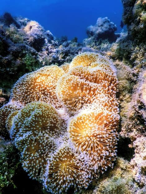 Premium Photo | Polyps of the coral underwater landscape reef