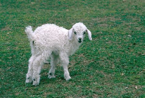 Angora Goat Info, Color, Origin, Uses, and Pictures