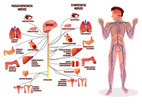 La Importancia De Cuidar El Sistema Nervioso Centro Quiropráctico