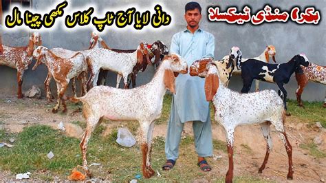 Dani Ki Top Class Makhi Cheeni Goats Taxila Bakra Mandi Latest Update