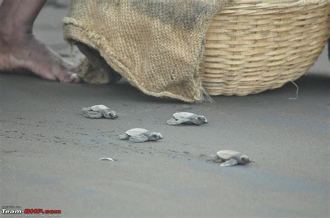 Reliving The Innocence At A Rustic Konkan Village Velas Turtle