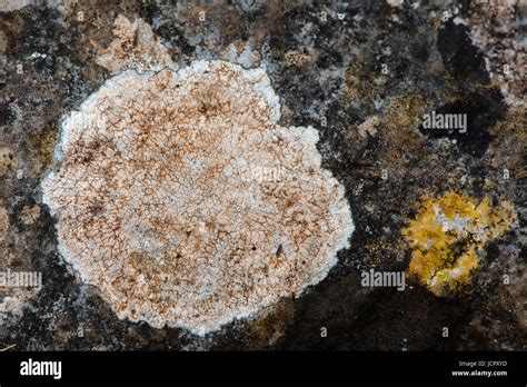 Lichens On Rock Drawing