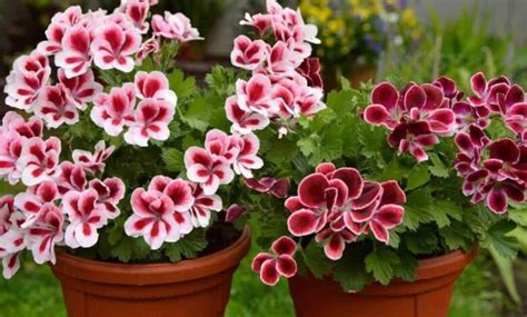 Simple Secrets To Keep Geraniums Flowering From Spring To Fall