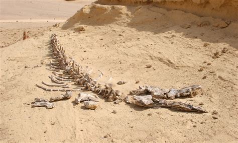 Valley Of The Whales 4 Days Western Desert Tours