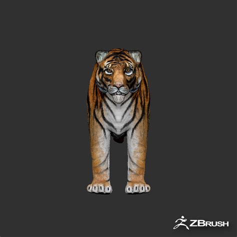 Tiger games animations 3D model - TurboSquid 1287909