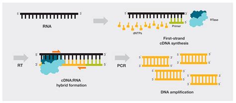 Reverse Transcription Applications Thermo Fisher Scientific In