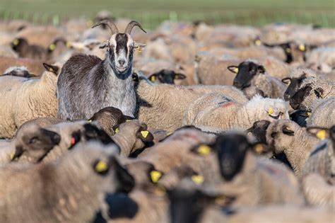 Frankreich Somme Baie De Somme Le Bild Kaufen Lookphotos