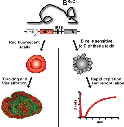 Bredi Mouse A Novel Transgenic Mouse Strain To Track And Deplete B