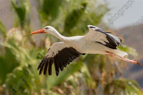 Image White Stork In Flight By Haydn Bartlett Photography