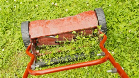 How Often Will You Have To Mow A Clover Lawn?