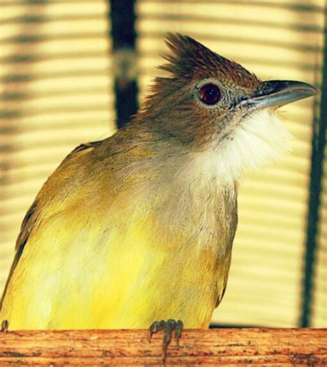 22 Jenis Burung Kicau Lengkap Beserta Foto Dan Namanya Hobinatang