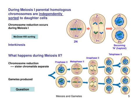 Ppt Chapter 11 Sexual Reproduction And Meiosis Powerpoint Free