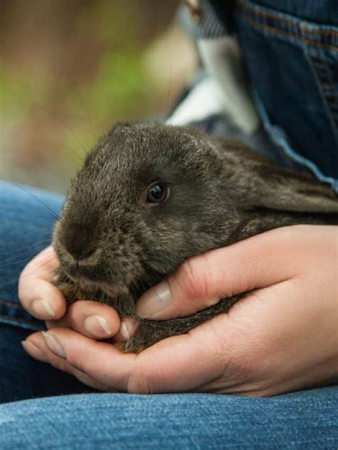 Do Bunnies Like To Be Held Story Every Bunny Welcome