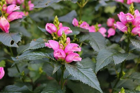 Schlangenkopf Chelone Lyonii Hot Lips Pflanzkompass