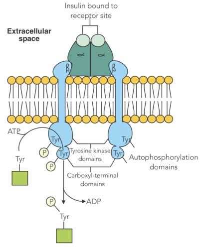 Regulation Of Tear Production Membrane Receptors Flashcards Quizlet