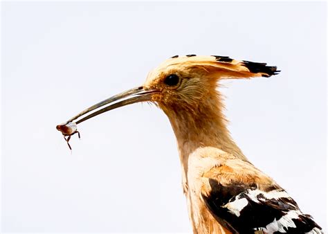 No rainforest, no lemurs: Madagascar’s biodiversity crisis | Adventure.com