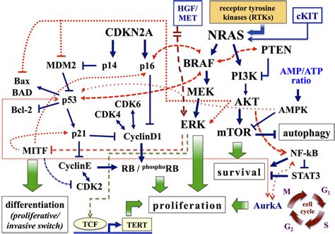 Major Pathways Involved In Melanoma Pathways Associated With Cell Download Scientific