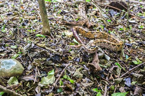 Liberan a gran mazacuata y otros animales - Noticias Reales El Salvador