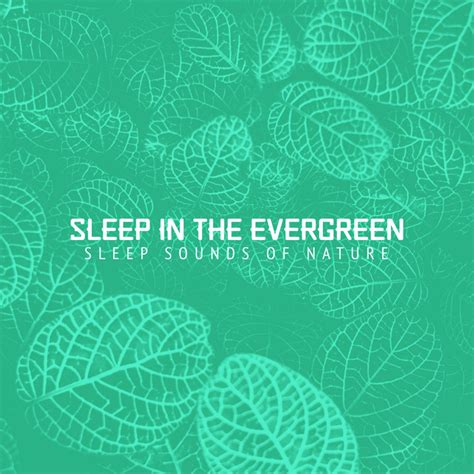 Sleep In The Evergreen Album By Sleep Sounds Of Nature Spotify