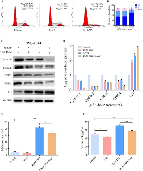 Troglitazone Inhibits Hepatic Oval Cell Proliferation By Inducing Cell