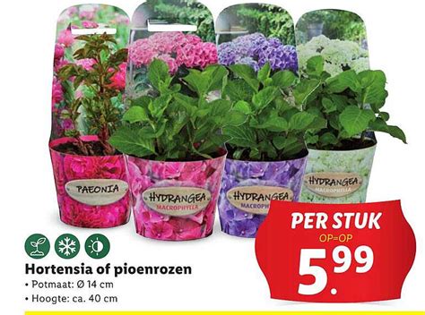 Hortensia Of Pioenrozen Aanbieding Bij Lidl Folders Nl