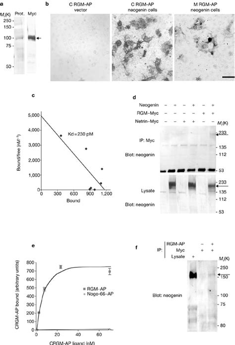 Neogenin Is A High Affinity Binding Site For Rgm A Recombinant