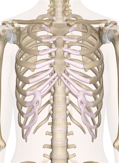 Bones of the Chest and Upper Back | Body anatomy, Anatomy bones, Human ...