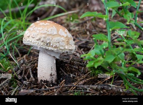 Edible Mushroom Amanita Rubescens In Spruce Forest Known As Blusher