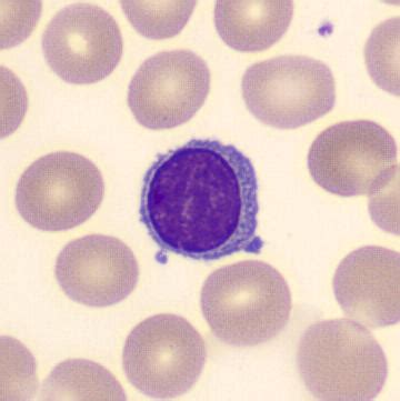 CellDIFF | CellWiki