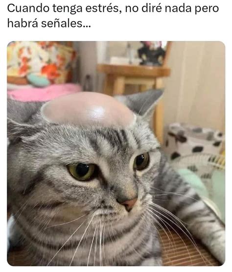 Funny Cat Meme With Hair Dryer