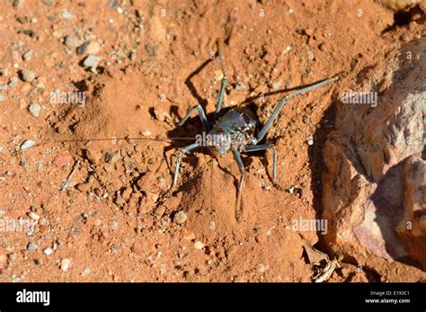 Armoured Ground Cricket Bush Cricket Corn Cricket Setotojane Or